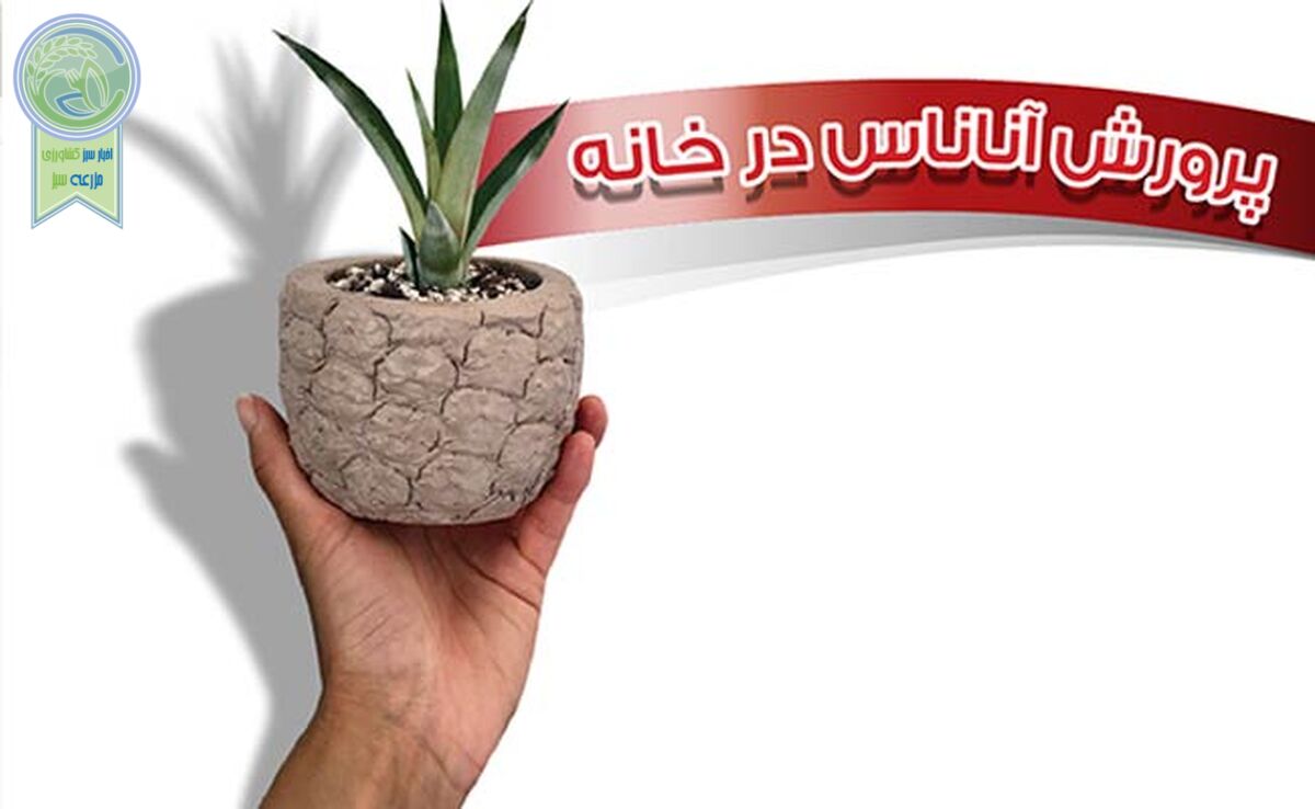 پرورش آناناس در خانه