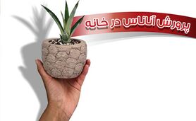 پرورش آناناس در خانه