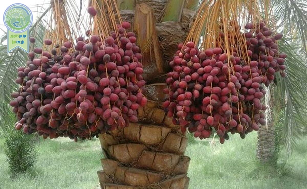 بهبود کیفیت خرما در گروی مبارزه با آفت درختان نخل


