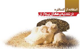 استفاده از کنسانتره در تغذیه بره‎ های پرواری

