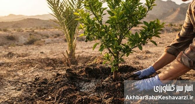 راهکارهای افزایش مقاومت نخل و مرکبات در برابر گرمای شدید و شوری خاک  
