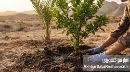 راهکارهای افزایش مقاومت نخل و مرکبات در برابر گرمای شدید و شوری خاک  