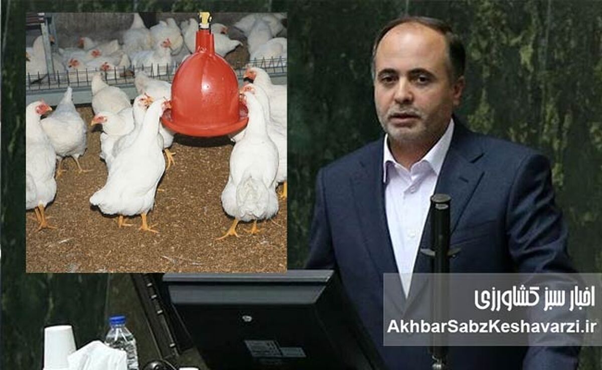 نمایندگان نوری قزلجه را تهدید کردند؛ مرغ‌ها از بی‌غذایی به «دیگرخواری» افتاده‌اند