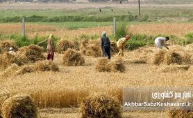 مطالبات گندمکاران؛ ضرورتی اجتناب‌ناپذیر برای امنیت غذایی کشور