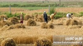 مطالبات گندمکاران؛ ضرورتی اجتناب‌ناپذیر برای امنیت غذایی کشور