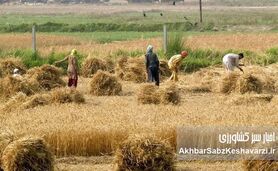 مطالبات گندمکاران؛ ضرورتی اجتناب‌ناپذیر برای امنیت غذایی کشور