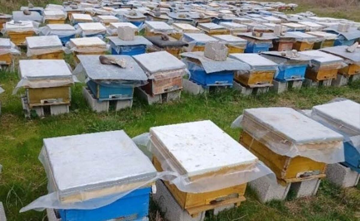 کندوهای عسل ضدسرقت