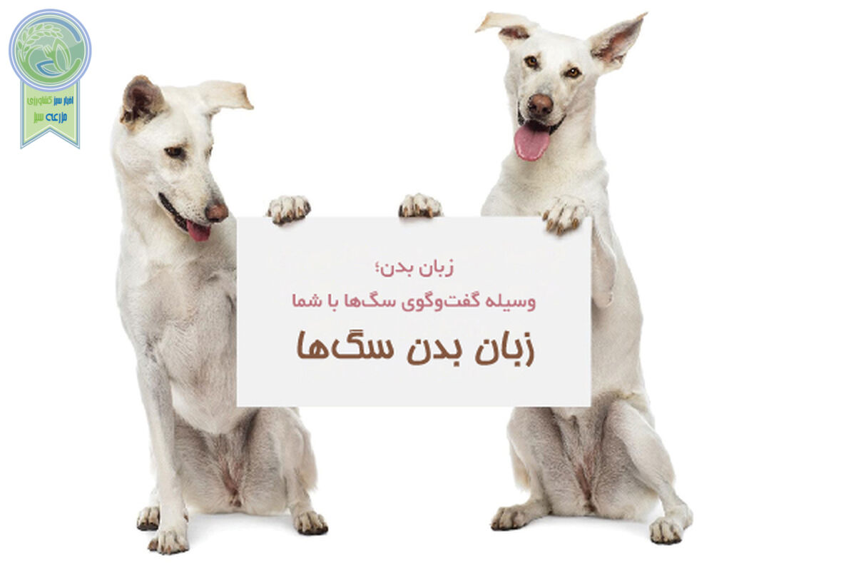 چگونه زبان بدن سگ‌ را بفهمیم؟