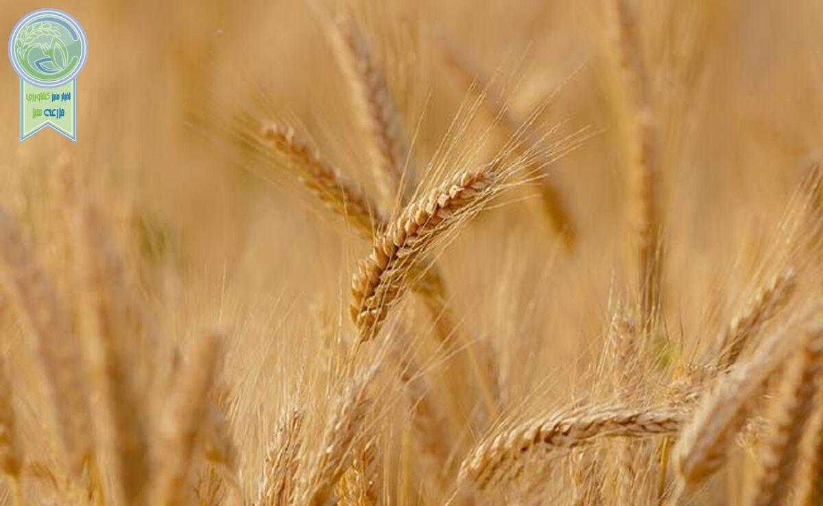رونمایی از دو رقم جدید گندم دیم در مازندران با حضور معاون وزیر 