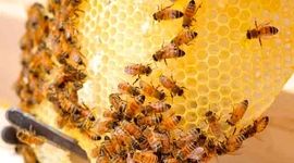 توسعه شرکت‌های دانش‌بنیان با محوریت دانشگاه‌ها در صنعت زنبورداری

