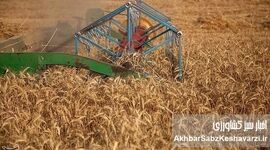 کاهش تولید گندم با قیمت‌گذاری ناعادلانه: آیا خودکفایی از دست می‌رود؟