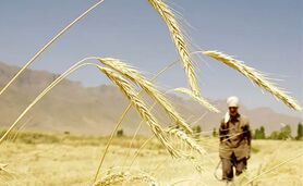  نرخ خرید تضمینی گندم تغییر نکرد

