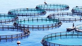 تمرکز شیلات بر توسعه پرورش در دریا برای تحقق تولید ۹۵۰ هزار تن آبزی پرورشی 