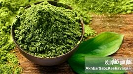 ماچا یا چای سبز؟ داستان پرطرفدارترین نوشیدنی سبز این روزها