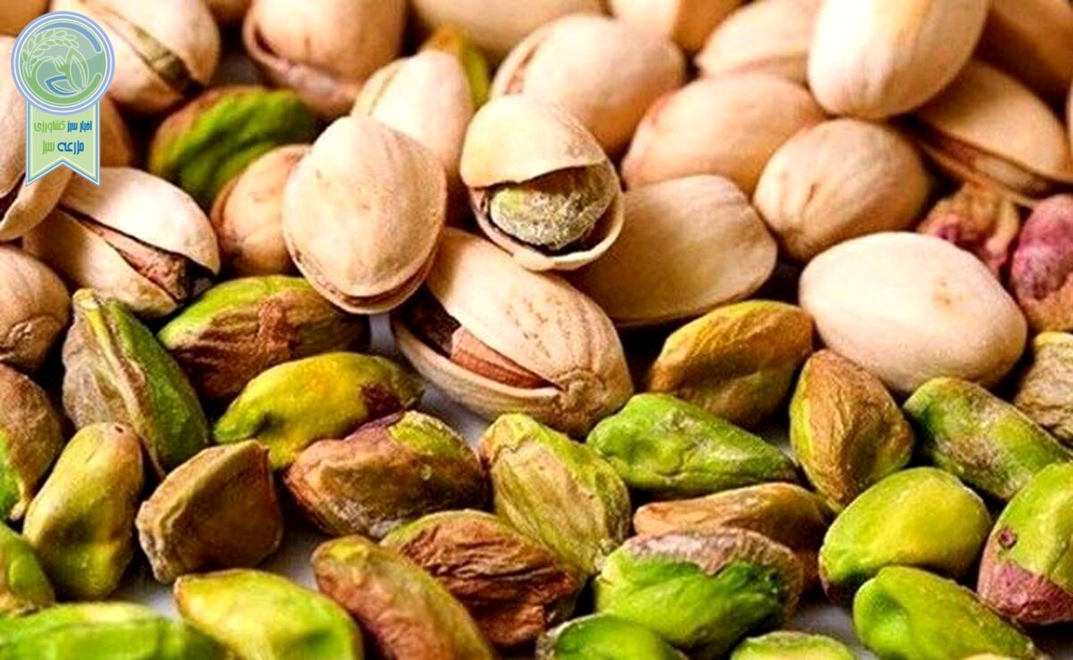 صادرات پسته آمریکایی با برچسب ایرانی

