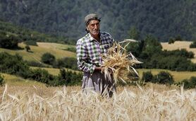 دولت ۱۲۰ همت به گندم‌کاران بدهکار است

