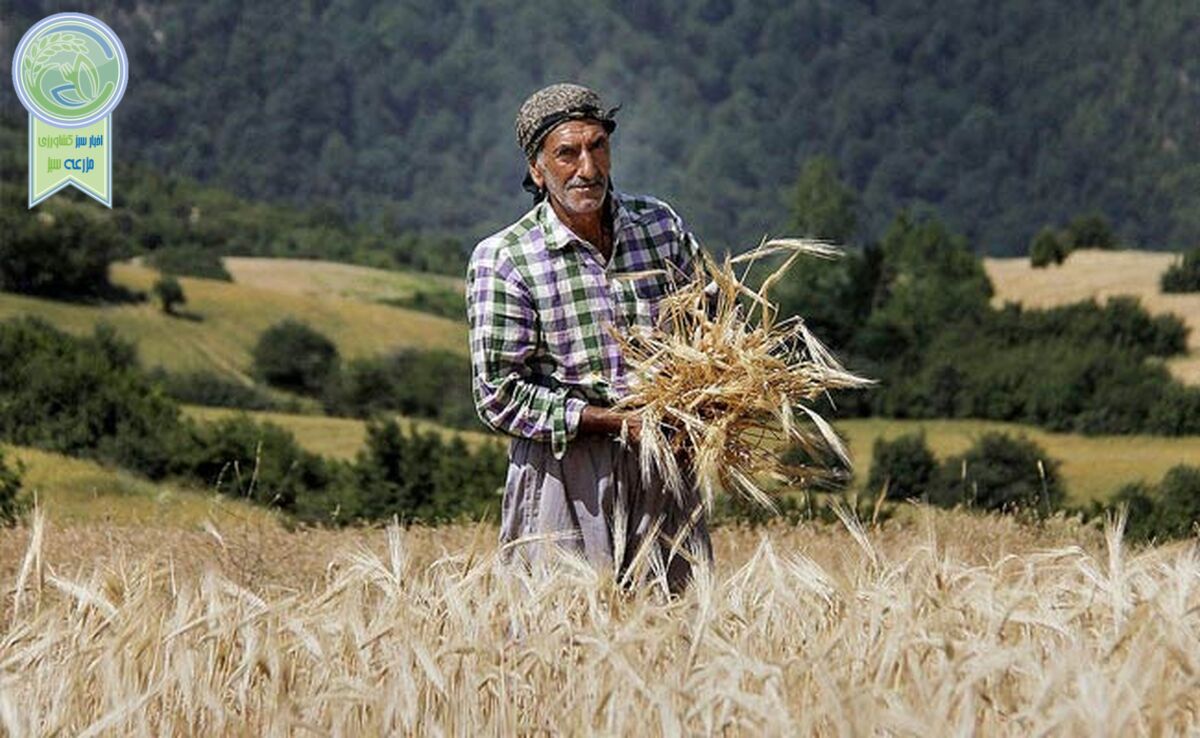 دولت ۱۲۰ همت به گندم‌کاران بدهکار است

