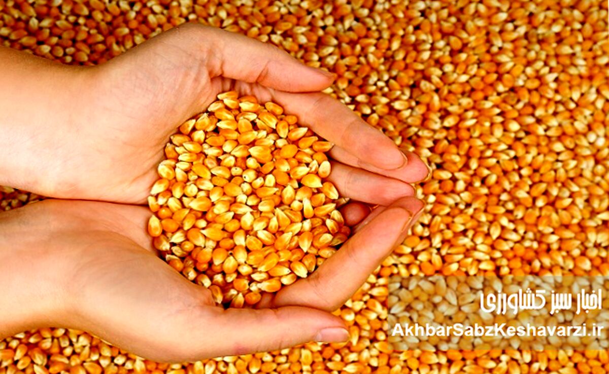 گوشت و مرغ در تله سقف‌های ارزی