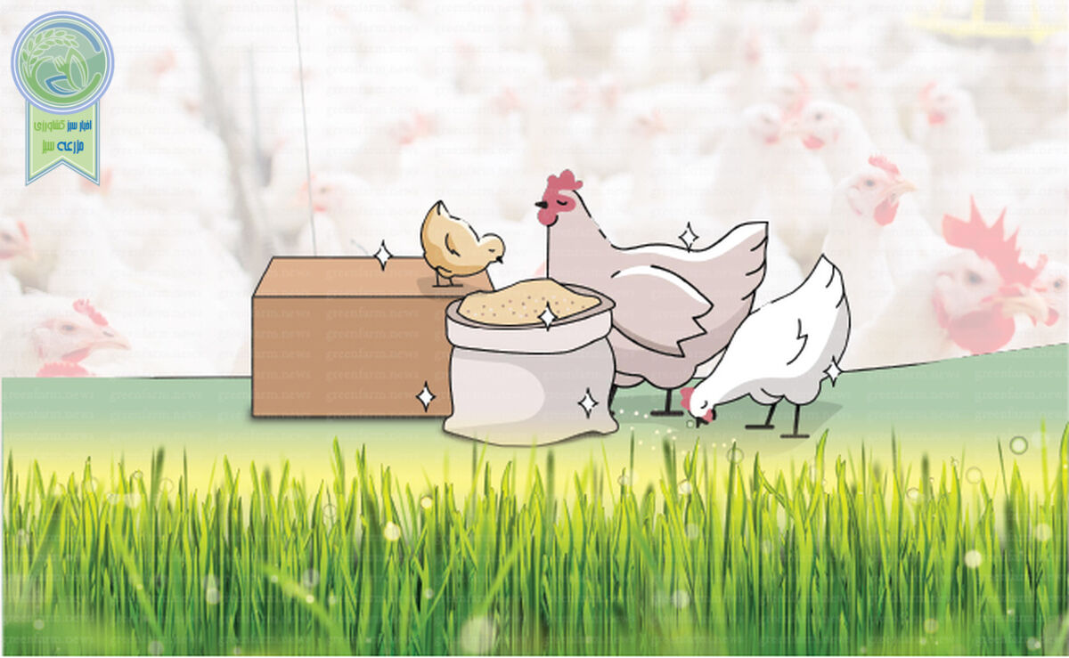 مزایای اسیدهای ارگانیک در تولید انبوه مرغ

