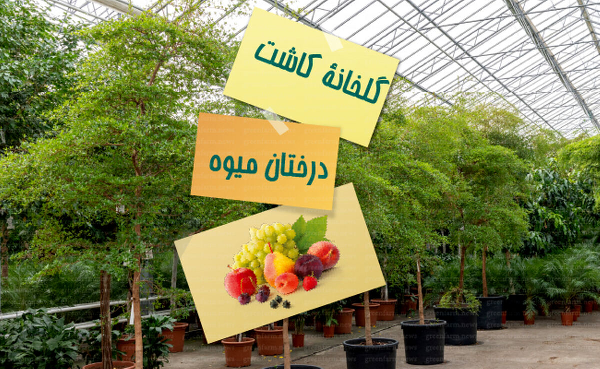 گلخانه کاشت درختان میوه

