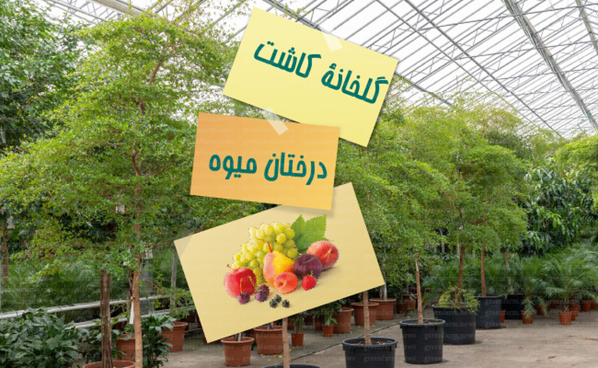 گلخانه کاشت درختان میوه

