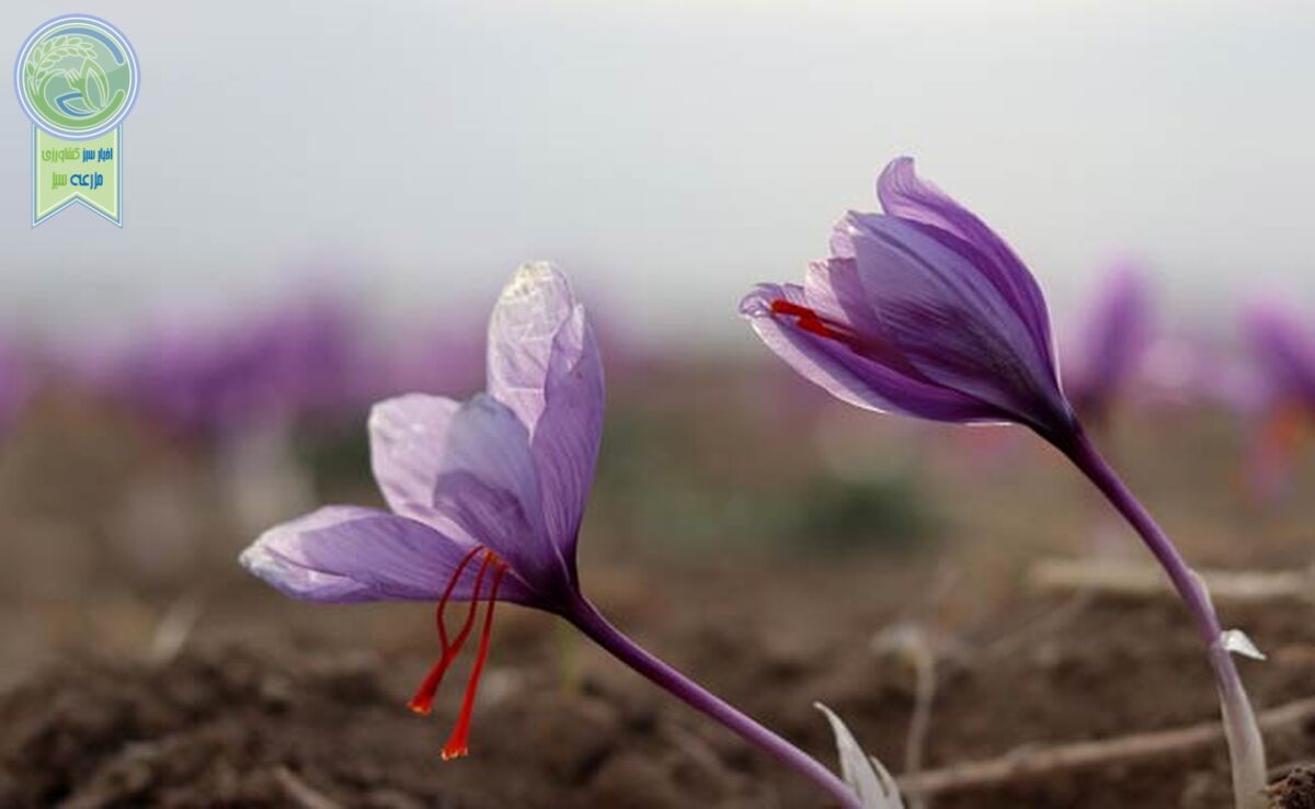 بازار زعفران ایران دو دستی تقدیم افغانستان شد

