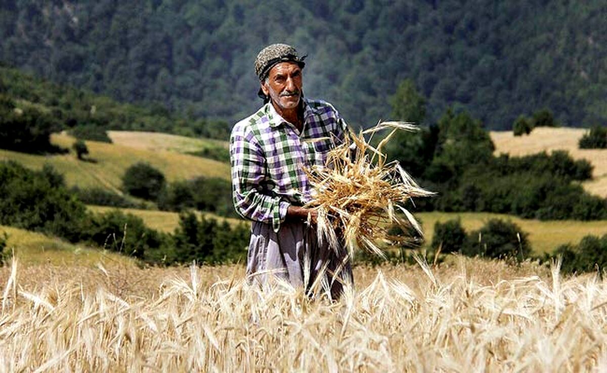 گلایه‌های دردناک گندمکار لرستانی از تاخیر در پرداخت مطالبات خود+ ویدئو

