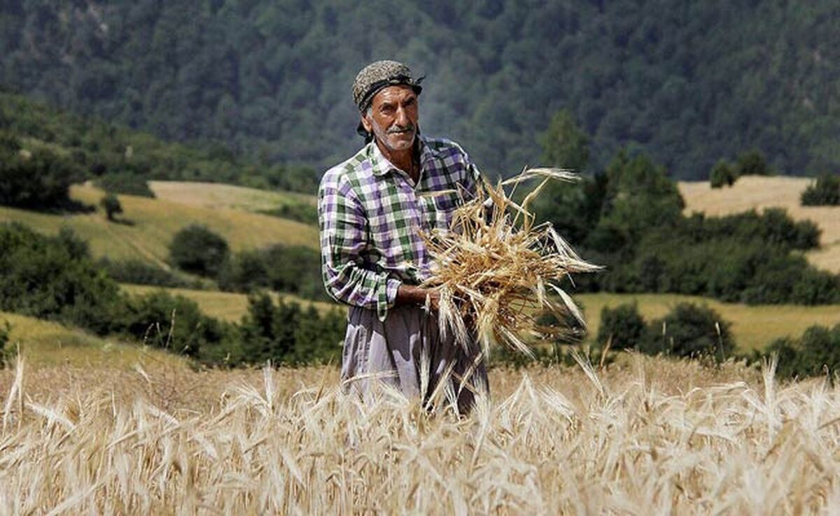 گلایه‌های دردناک گندمکار لرستانی از تاخیر در پرداخت مطالبات خود+ ویدئو

