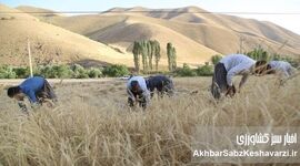 مطالبات گندمکاران دوباره دیرکرد خورد