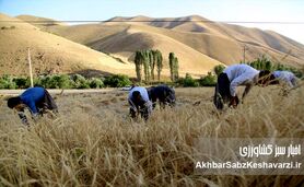 مطالبات گندمکاران دوباره دیرکرد خورد