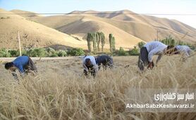 مطالبات گندمکاران دوباره دیرکرد خورد