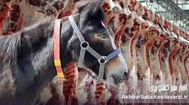 نامه جنجالی سازمان دامپزشکی؛ ماجرای صدور مجوز برای گوشت اسب و الاغ چیست؟