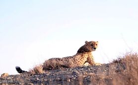 اصلاً کاری برای حفاظت از یوز انجام نمی‌شود

